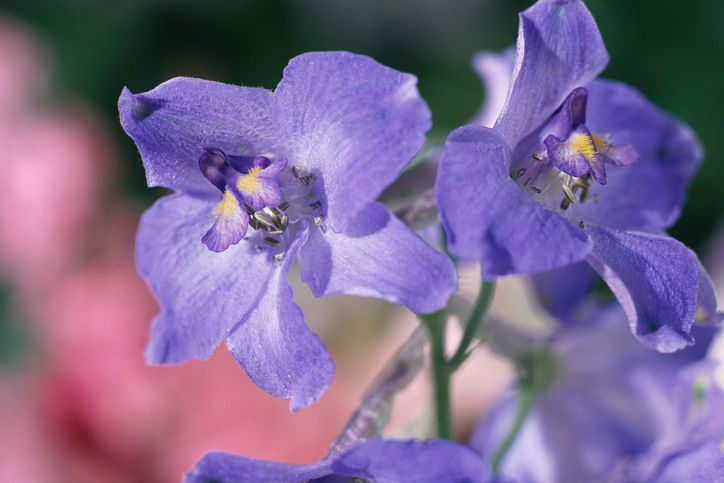 Purple Violet